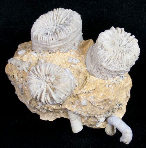 Fossil Coral Colony (Thecosmilia) - Germany #9653